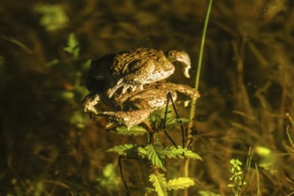 Two natterjack toads (Bufo calamita) mating in the water surrounded by plants, the female dragging