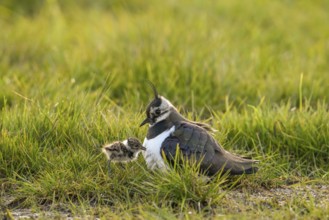 A lapwing (Vanellus vanellus) with its chick in down plumage in the tall grass of a wet meadow,