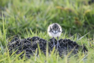 A lapwing chick (Vanellus vanellus) in down plumage in the tall grass runs curiously towards a