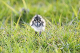 A lapwing chick (Vanellus vanellus) in down plumage in the tall grass runs curiously through a wet