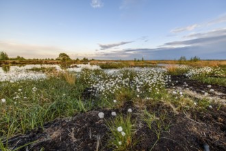 Moorland landscape with white fruiting cotton grass, image radiates vastness and openness, Restored