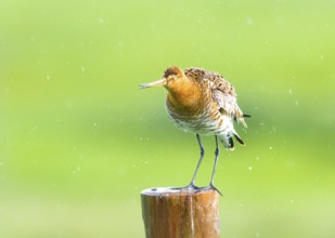 Black-tailed godwit (Limosa limosa) standing on a pole in the rain, drops form a picturesque