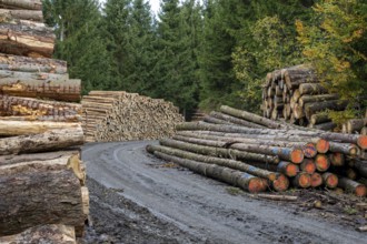 Logging in the Harz Mountains, Goslar, forest work, Lower Saxony, Germany
