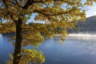 Autumn forest at Innerstestausee in the Harz Mountains, Innerstestausee, Goslar, Lower Saxony,