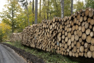 Logging in the Harz Mountains, forest work, Goslar, Lower Saxony, Germany