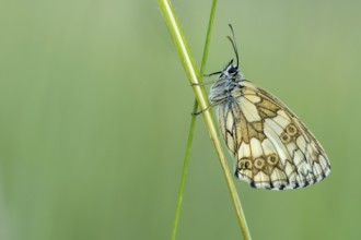 Checkerspot butterfly (Melanargia galathea), Bad Münstereifel, North Rhine-Westphalia, Germany