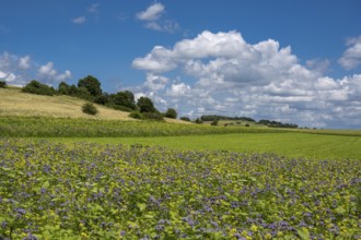Summer landscape in the Eifel, Blankenheim, North Rhine-Westphalia, Germany