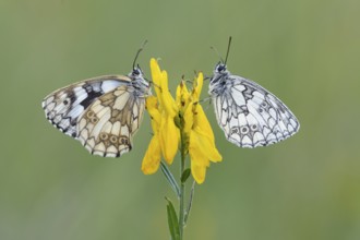 Checkerspot butterfly (Melanargia galathea) on gorse (Genista tinctoria), Bad Münstereifel, North