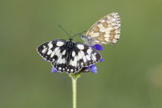 Checkerspot butterfly (Melanargia galathea) on Large Self-heal (Prunella grandiflora), Bad