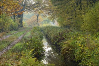 Autumn at the Ahlhorn fish ponds, forest, Ahlhorn, Lower Saxony, Germany