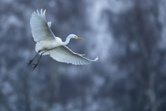 Great White Egret (Ardea alba, syn.: Casmerodius albus, Egretta alba), Dümmer, Lembruch, Lower