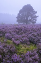 Flowering heather (Calluna vulgaris) with pine trees on a foggy morning in the Ahlhorner Heide,