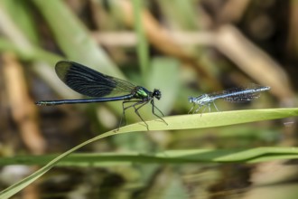 A Banded demoiselle (Calopteryx splendens) on the left and a White-legged damselfly (Platycnemis