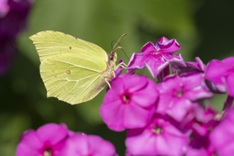Lemon butterfly (Gonepteryx rhamni), Vechta, Lower Saxony, Germany