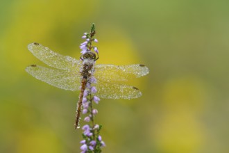 Marsh dragonfly (Sympetrum depressiusculum) in the morning dew on flowering heather (Calluna