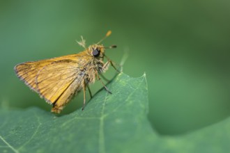 Large skipper (Ochlodes sylvanus), Ahlhorn, Lower Saxony, Netherlands