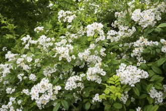 Hedge rose (Rosa corymbifera), Ahlhorn, Lower Saxony, Germany