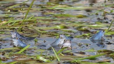 Blue moor frog (Rana arvalis) mating in the moor, Goldenstedter Moor, Lower Saxony, Germany