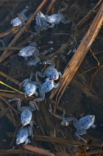 Blue moor frog (Rana arvalis) mating in the moor, Goldenstedter Moor, Lower Saxony, Germany