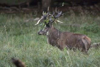 Red deer (Cervus elaphus) with heavy antlers in rut, Klamptenborg, Copenhagen, Denmark