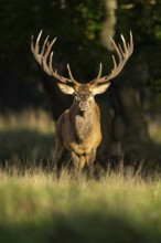 Red deer (Cervus elaphus) with heavy antlers in rut, Klamptenborg, Copenhagen, Denmark