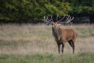 Red deer (Cervus elaphus) in rut, roaring, hunting, Klamptenborg, Copenhagen, Denmark