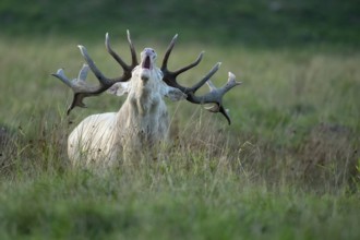 White red deer (Cervus elaphus) in rut, roaring, hunting, Klamptenborg, Copenhagen, Denmark