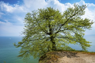 View of chalk cliffs in Jasmund National Park on Rügen, Sassnitz, Rügen, Mecklenburg-Western