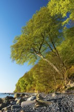 View of chalk cliffs in Jasmund National Park on Rügen, Sassnitz, Rügen, Mecklenburg-Western