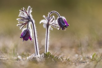 Meadow pasque flower (Pulsatilla pratensis), Rügen, Binz, Mecklenburg-Western Pomerania, Germany