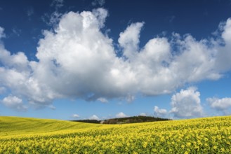 Rape field with blue sky and clouds, Rügen, Bergen, Mecklenburg-Western Pomerania, Germany