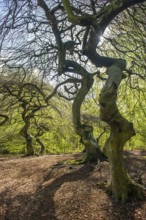 Süntel beech (Fagus sylvatica) in spring, Rügen, Lietzow, Mecklenburg-Vorpommern, Germany