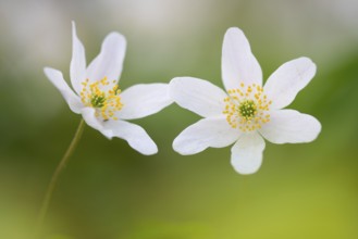 Wood anemone (Anemone nemorosa), Rügen, Sassnitz, Lower Saxony, Germany