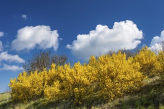 Flowering broom (Genista) at the Tempelberg on Rügen, Rügen, Bobbin, Mecklenburg-Vorpommern,