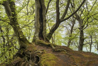 Beech forest with view of chalk cliffs in Jasmund National Park on Rügen, Sassnitz, Rügen,