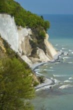 View of chalk cliffs in Jasmund National Park on Rügen, Sassnitz, Rügen, Mecklenburg-Western