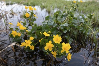 Yellow super marigolds (Caltha palustris) growing at the edge of a wet meadow, Dümmer nature park