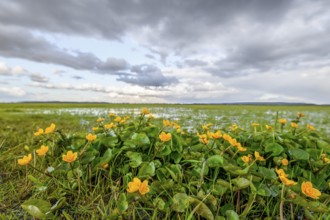 Yellow flowers of marsh marigolds (Caltha palustris) in front of a wide landscape panorama of the