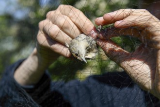 A female blackcap (Sylvia atricapilla) is released by hands from a net in the sunlight to be