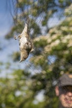A female blackcap (Sylvia atricapilla) is caught upside down in a net, bird migration research,