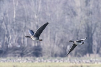 Bean geese (Anser fabalis), Emsland, Lower Saxony, Germany