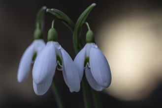 Snowdrop (Galanthus nivalis), Emsland, Lower Saxony, Germany