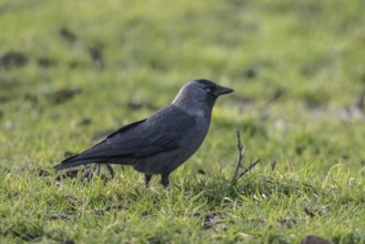 Jackdaw (Corvus monedula), Emsland, Lower Saxony, Germany