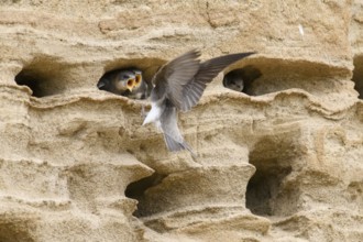 Sand martin (Riparia riparia) nesting in a sand pit Sand excavation and feeding chicks in a nest in
