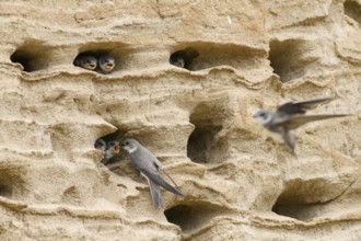 Sand martin (Riparia riparia) Young birds Chicks and feeding parents in a sand pit Sand excavation,