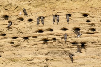 Several sand martins (Riparia riparia) nest in a sand pit Sand excavation and use the natural