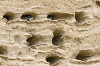 Sand martin (Riparia riparia) Juvenile chicks in a sand pit Sand excavation, Osnabrücker Land,