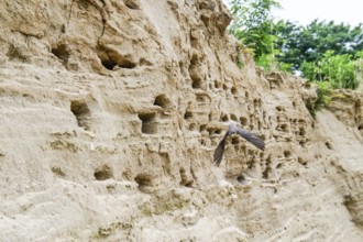 Sand martin (Riparia riparia) flying close to a sand pit Sand excavation, Osnabrücker Land, Lower