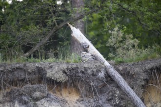 A young eagle owl (Bubo bubo) sitting next to a fallen tree and roots in the forest, Lower Saxony,