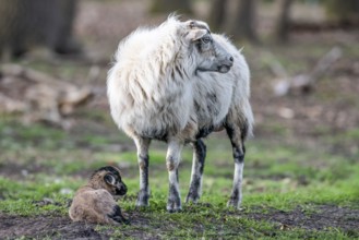 A sheep (Ovis gmelini aries) with a lamb on a green pasture, peaceful spring atmosphere, photo